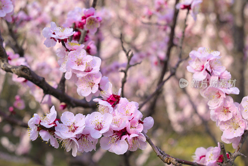 花，东京，日本(2022年1月- 3月)